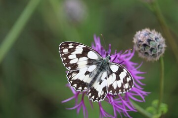 Melanargia galathea