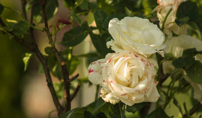Obraz premium roses in garden