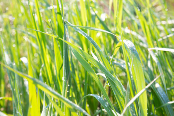 Green grass with dew drops on a sunny summer day. Natural fresh background