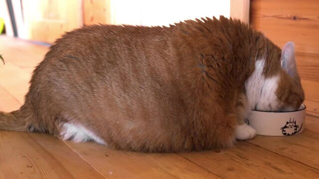 Very Fat Cat Eats Food from a Bowl. Ginger and White Striped Cat is Large. Big Lazy Tabby Cat of Incredible Size Eating with Appetite. Fat belly. Overweight in a pet. Wrong food. Obesity of Pets