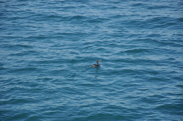 duck on the sea