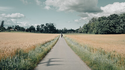 Small country road through wheat fields. Geneva, Switzerland
