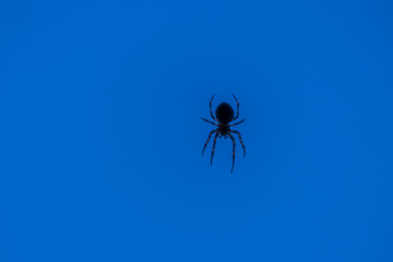 A small spider hanging in a web.