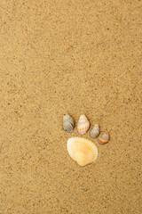 Footprint from seashells on sandy beach at resort, vertical background