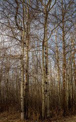 Birch Trees reach to the sky. Jarvis Bay PRA, Red Deer County, Alberta, Canada