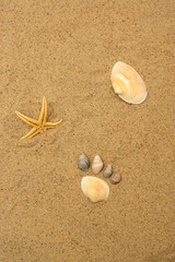 Still life seashells on sand of beach of tropic sea resort, vertical