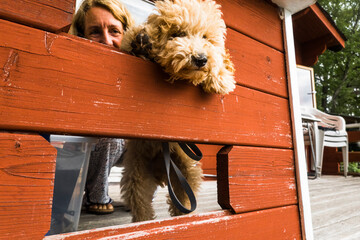 Stockholm, Sweden A bichpoo puppy leans into an openeing on a porch as if to say goodbye.