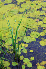 652-26 Cattail Drops & Lily Pads