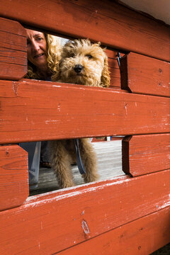 Stockholm, Sweden A bichpoo puppy leans into an openeing on a porch as if to say goodbye.