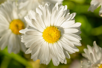 Obraz premium Daisy flower in in rays of setting sun in the garden