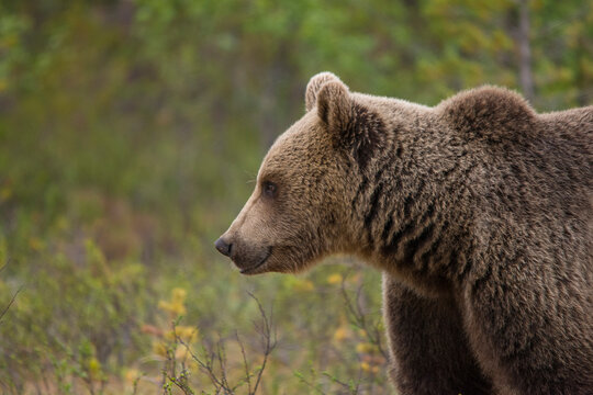Wild brown bear walking in natural habitat