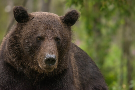 Wild brown bear walking in natural habitat