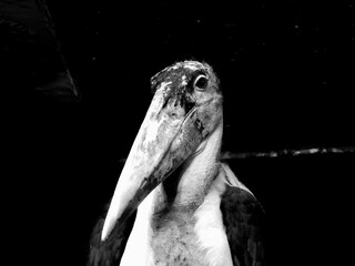 portrait of a pelican