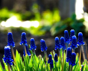 blue and white flowers