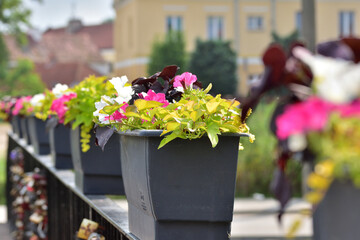 Blooming colorful flowers hanging in pots on the railing of the bridge. Summer. Day.
