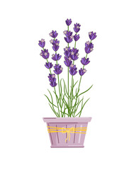 Lavender in the flower pot .  Vector isolated colorful illustration in outline style.
