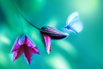 Delicate blue butterfly on a purple clematis flower in a magical summer  garden.