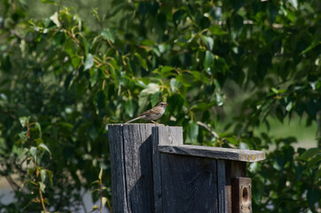 A Tiny Songbird on a Birdhouse
