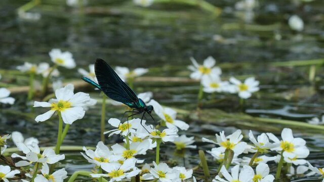 M&auml;nnliche Blaufl&uuml;gel-Prachtlibelle (Calopteryx virgo) auf Flutendem Wasserhahnenfu&szlig; (Ranunculus fluitans)
