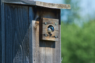 A Tree Swallow in a Birdhouse