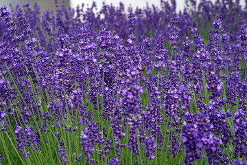Lavender flowers in blossom as background in springtime. There are some bees on the flowers. 