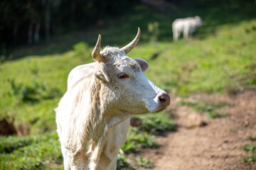 White heifer , ox, bull, cow ,on green grass pasture looking to the side with sharp horns. selective focus
