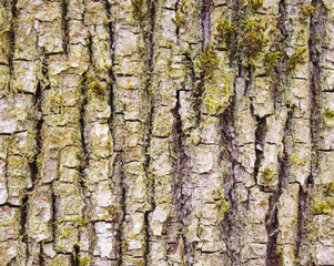 Qualitative photo of natural tree bark. High detailed fragment of tree bark.
