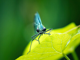 dragonfly on a green leaf