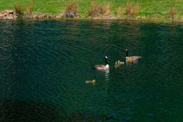 Two Canadian Geese and six goslings on a pond