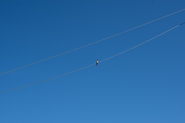 One small swallow is sitting on an electric wire against the background of the blue sky. Summer landscape. Bird watching.