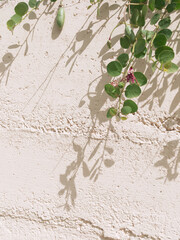 Stylish natural wallpaper. Plant green and sunlight shadows. Minimalist aesthetic