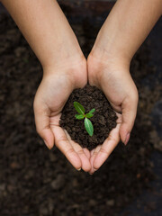 World environment day concept: a woman hand holding seed tree with soil, stock photos.
