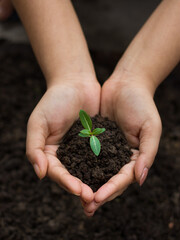 World environment day concept: a woman hand holding seed tree with soil, stock photos.