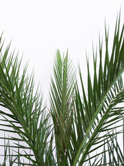 Stylish palm  on white wall. Minimal aesthetic plant background
