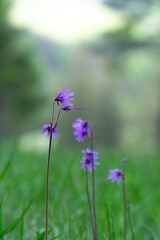 purple wildflowers in a sunny field