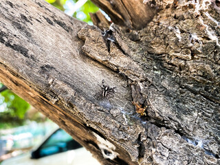 Spider on a tree