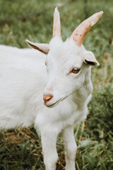 close up white goat on the green grass 