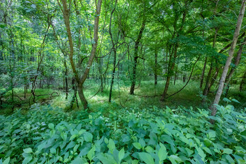 Forest along Four Mile Creek Greenway Trail, Charlotte, North Carolina