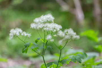 Siberian columbine meadow-rue (Thalictrum aquilegiifolium) is a species of flowering plant in the Ranunculaceae family. Wild plant Thalictrum aquilegiifolium at the time of flowering.