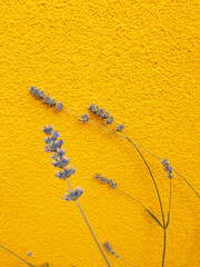 Fashion stylish natural wallpaper. Lavender on yellow wall. Minimalist aesthetic