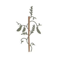 Fototapeta premium A branch with peas curling around a stick. The pods are green.