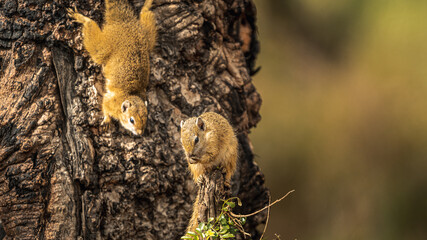 SQUIREL