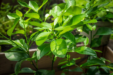 lime tree foliage growing in the garden