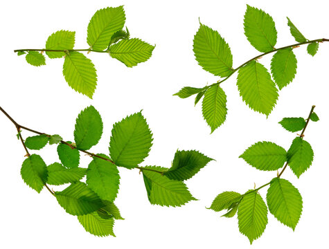 set of elm branches with leaves. young spring branch with green leaf isolated on white background. Nature, greenery.
