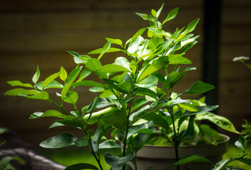 lime tree foliage growing in the garden