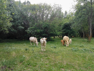 a group of cows rests in the meadow around a tree on a cloudy day
