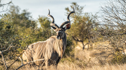 KUDU