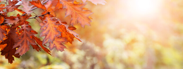 Autumn background with dry oak leaves in the forest on a blurred background, copy space