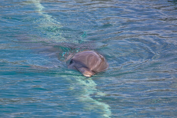 Dolphin Swimming in the Cayman Islands