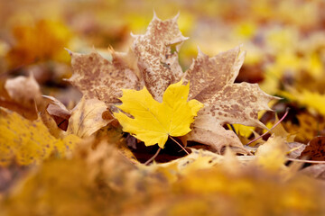 Colorful autumn maple leaves close up in the forest on the ground